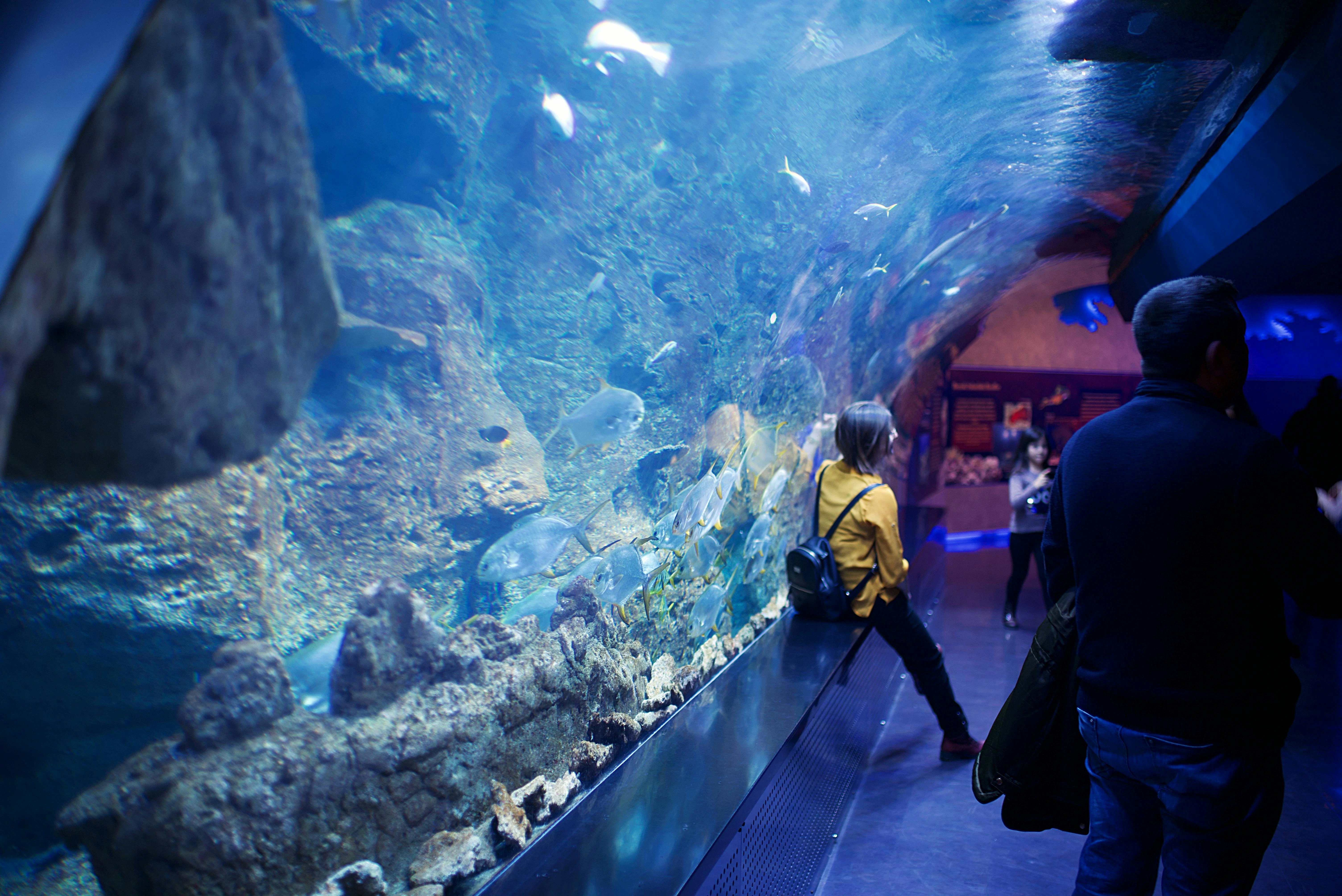 Top 5 Aquariums: Swim with Sharks & Tropical Fish